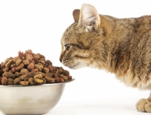 Why You Shouldn’t Feed Cats Kibble
